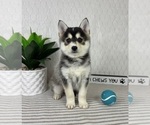 Small Pomsky
