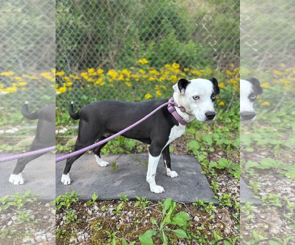Medium Photo #4 Mutt Puppy For Sale in Hinton, WV, USA