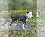 Small #3 Mutt