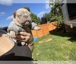 Small #9 French Bulldog