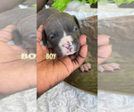 Small Photo #6 American Staffordshire Terrier Puppy For Sale in HOMESTEAD, FL, USA