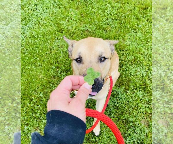 Medium Photo #1 American Staffordshire Terrier-German Shepherd Dog Mix Puppy For Sale in Front Royal, VA, USA