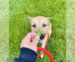 American Staffordshire Terrier-German Shepherd Dog Mix Dogs for adoption in Front Royal, VA, USA