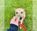 Small American Staffordshire Terrier-German Shepherd Dog Mix