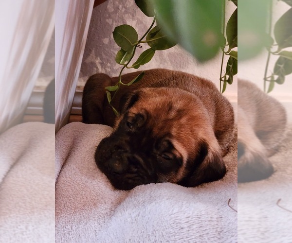 Medium Photo #2 Mastiff Puppy For Sale in ELK, WA, USA