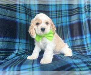 Cocker Spaniel Puppy for sale in LAKELAND, FL, USA