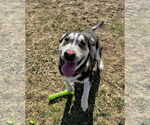 Small #1 American Staffordshire Terrier-Labrador Retriever Mix