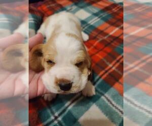Basset Hound Puppy for sale in MT STERLING, KY, USA