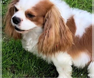 Father of the Cavalier King Charles Spaniel puppies born on 11/01/2022