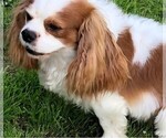 Small Photo #1 Cavalier King Charles Spaniel Puppy For Sale in COMMERCE CITY, CO, USA