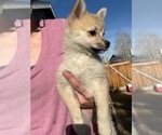 Small Photo #2 Pomsky Puppy For Sale in LOVELAND, CO, USA
