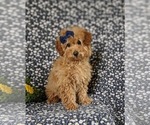 Small Photo #4 Goldendoodle (Miniature) Puppy For Sale in NOTTINGHAM, PA, USA