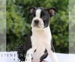 Small #5 Boston Terrier