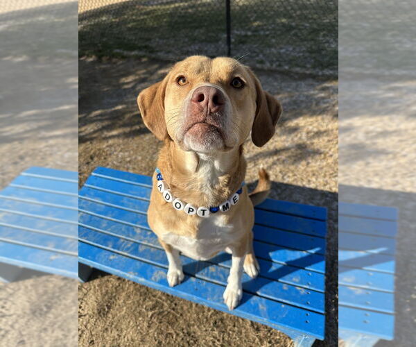 Medium Photo #7 Bogle Puppy For Sale in Evansville, IN, USA