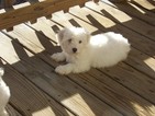 Small Photo #11 Coton de Tulear Puppy For Sale in HORSE BRANCH, KY, USA