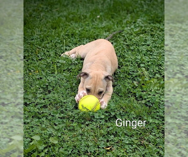 Medium Photo #5 Labrador Retriever-Unknown Mix Puppy For Sale in SHERBURNE, NY, USA