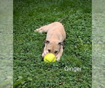 Small #4 Labrador Retriever Mix