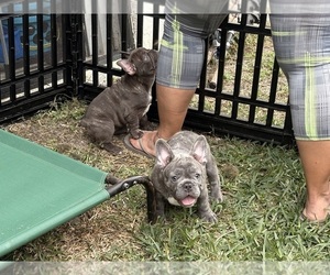 French Bulldog Puppy for sale in CAPE CORAL, FL, USA