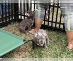 Small French Bulldog