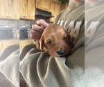 Small #7 Golden Retriever