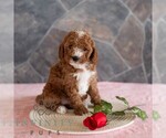 Small #3 Poodle (Miniature)