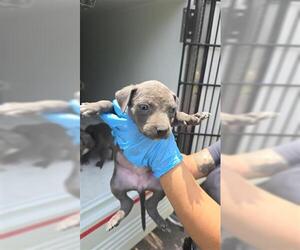 American Pit Bull Terrier Dogs for adoption in Houston, TX, USA