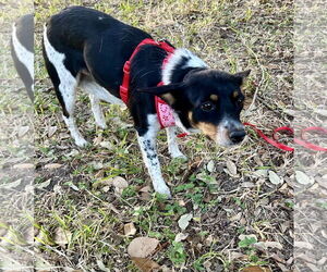 Mutt Dogs for adoption in Missouri City, TX, USA