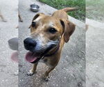 Small #4 Black Mouth Cur Mix