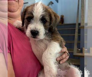 Mutt Dogs for adoption in Washington, DC, USA