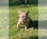 Puppy 3 French Bulldog