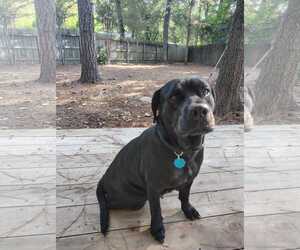 Freya - Female Labrador Retriever-Unknown Mix Dog for Adoption - Photo #2