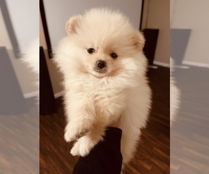 Pomeranian Puppy for Sale in FORT WAYNE, Indiana USA