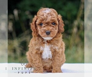 Cavapoo Puppy for sale in NARVON, PA, USA