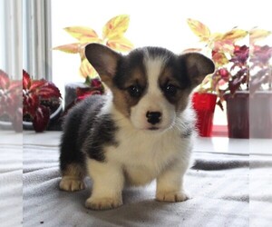 Pembroke Welsh Corgi Puppy for sale in HONEY BROOK, PA, USA