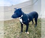 Small Photo #2 Shepradors Puppy For Sale in Gretna, NE, USA