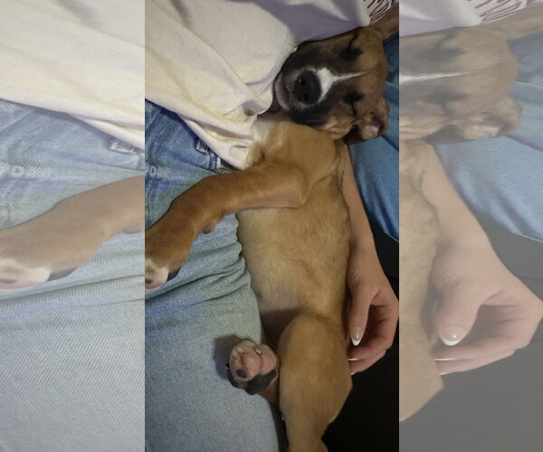 Medium Photo #3 Black Mouth Cur-Unknown Mix Puppy For Sale in The Woodlands, TX, USA