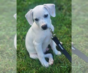 Cheagle Dogs for adoption in Alexander, AR, USA