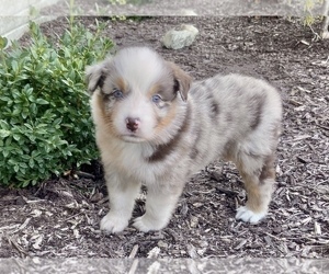 Australian Shepherd Puppy for sale in LODA, IL, USA