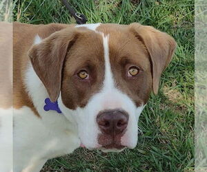 Finn - Male Saint Bernard-Unknown Mix Dog for Adoption - Photo #15