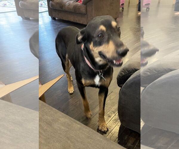 Medium Photo #2 Australian Kelpie-Labrador Retriever Mix Puppy For Sale in Alvin, TX, USA