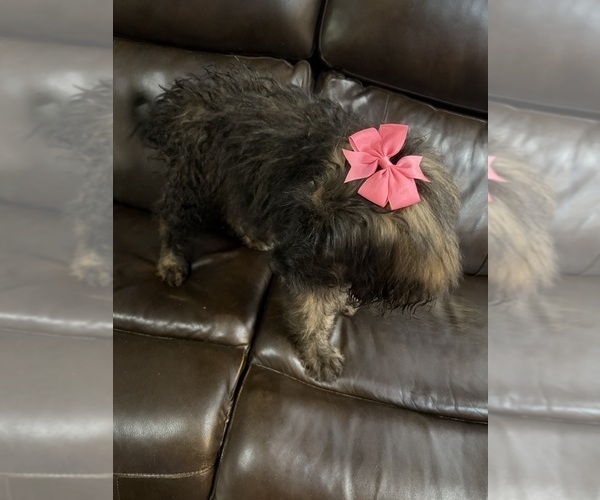 Medium Photo #24 Saint Berdoodle Puppy For Sale in DINWIDDIE, VA, USA