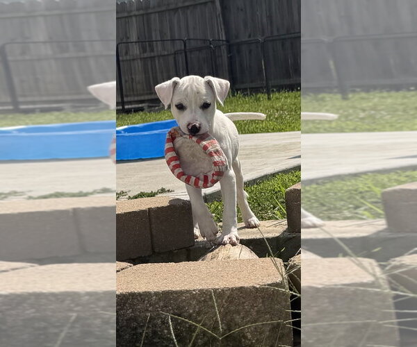 Medium Photo #2 Labbe Puppy For Sale in Aurora, IN, USA