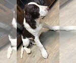 Puppy Bear English Springer Spaniel