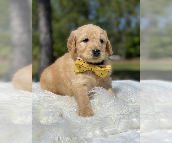 Medium Photo #7 Goldendoodle Puppy For Sale in FROSTPROOF, FL, USA