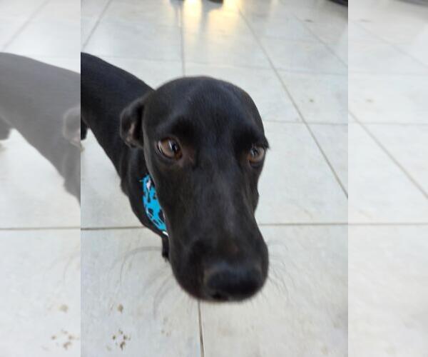 Medium Photo #3 Dachshund-Unknown Mix Puppy For Sale in NYC, NY, USA