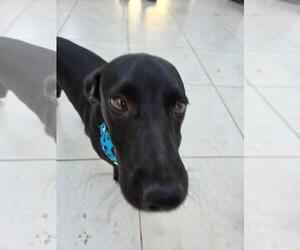 Boots - Male Dachshund-Unknown Mix Dog for Adoption - Photo #3