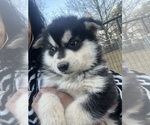 Small #1 Alaskan Malamute