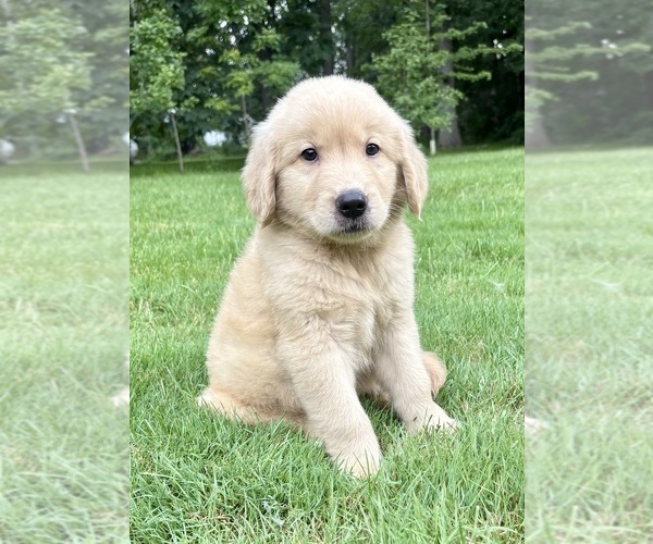 Medium Photo #3 Golden Retriever Puppy For Sale in FAIR HAVEN, MI, USA