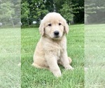 Small #2 Golden Retriever