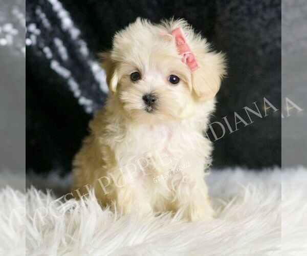 Medium Photo #1 Maltipoo Puppy For Sale in WARSAW, IN, USA